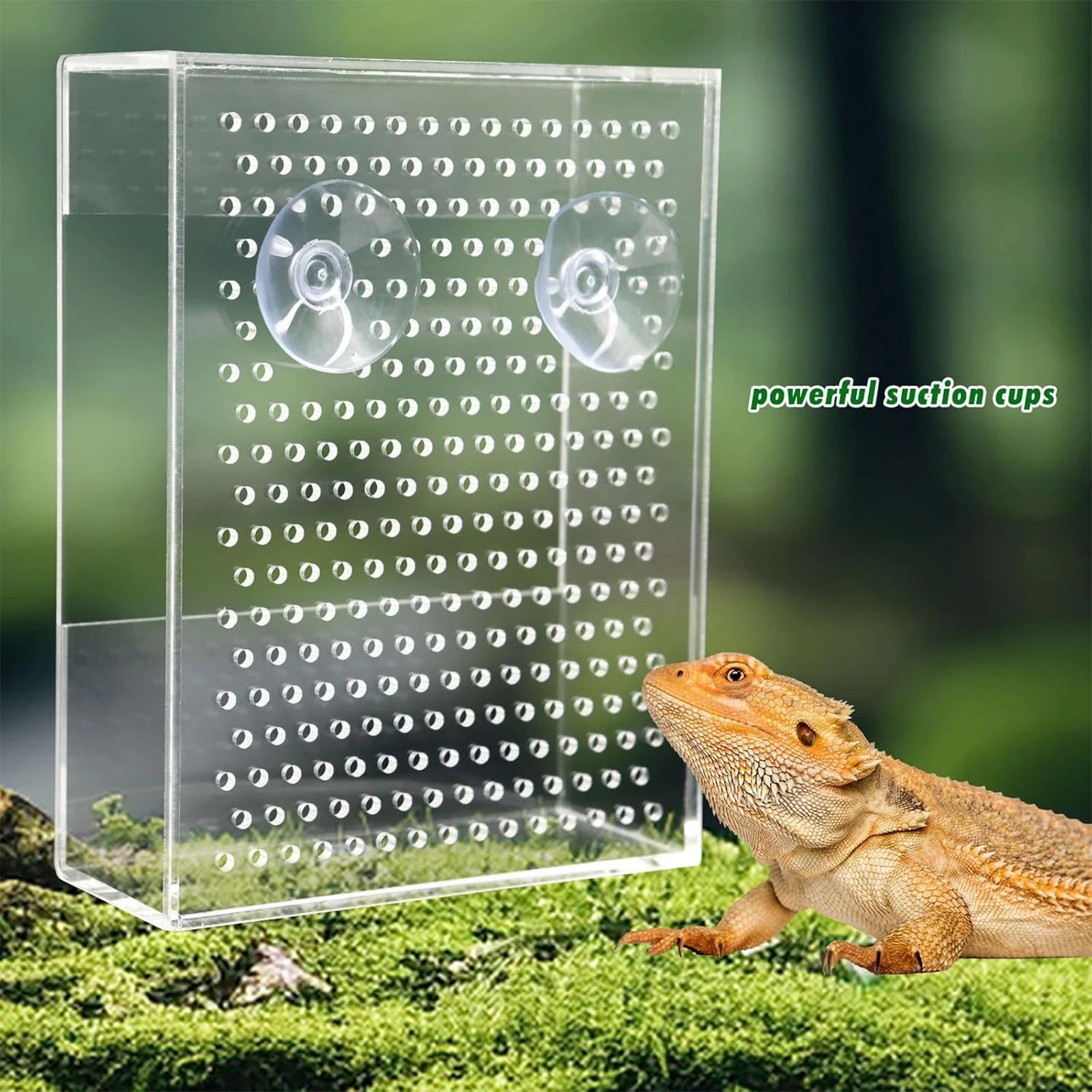 Wall Mounted Acrylic Reptile Feeder Transparent Feeding Box with Suction Cups for Gecko Lizard Bearded Dragon Feeding Supplies