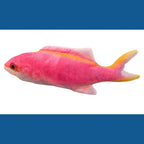 Electric USB Floppy Fish Cat Toy — Moving Dancing Catnip Simulation Beating Fish for Cats