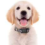Smart Bluetooth Activity GPS Tracker - Real-Time Global Location for Dogs, Cats, Kids, Wallets & Luggage