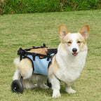 Adjustable Dog Wheelchair Breathable Comfortable Dog Mobility Scooter Hind Leg Support Rehabilitation Walking Assistant