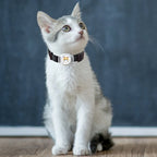 Bluetooth Real-Time GPS Collar Tracker for Dogs & Cats - Anti-Loss Finder Locator Device
