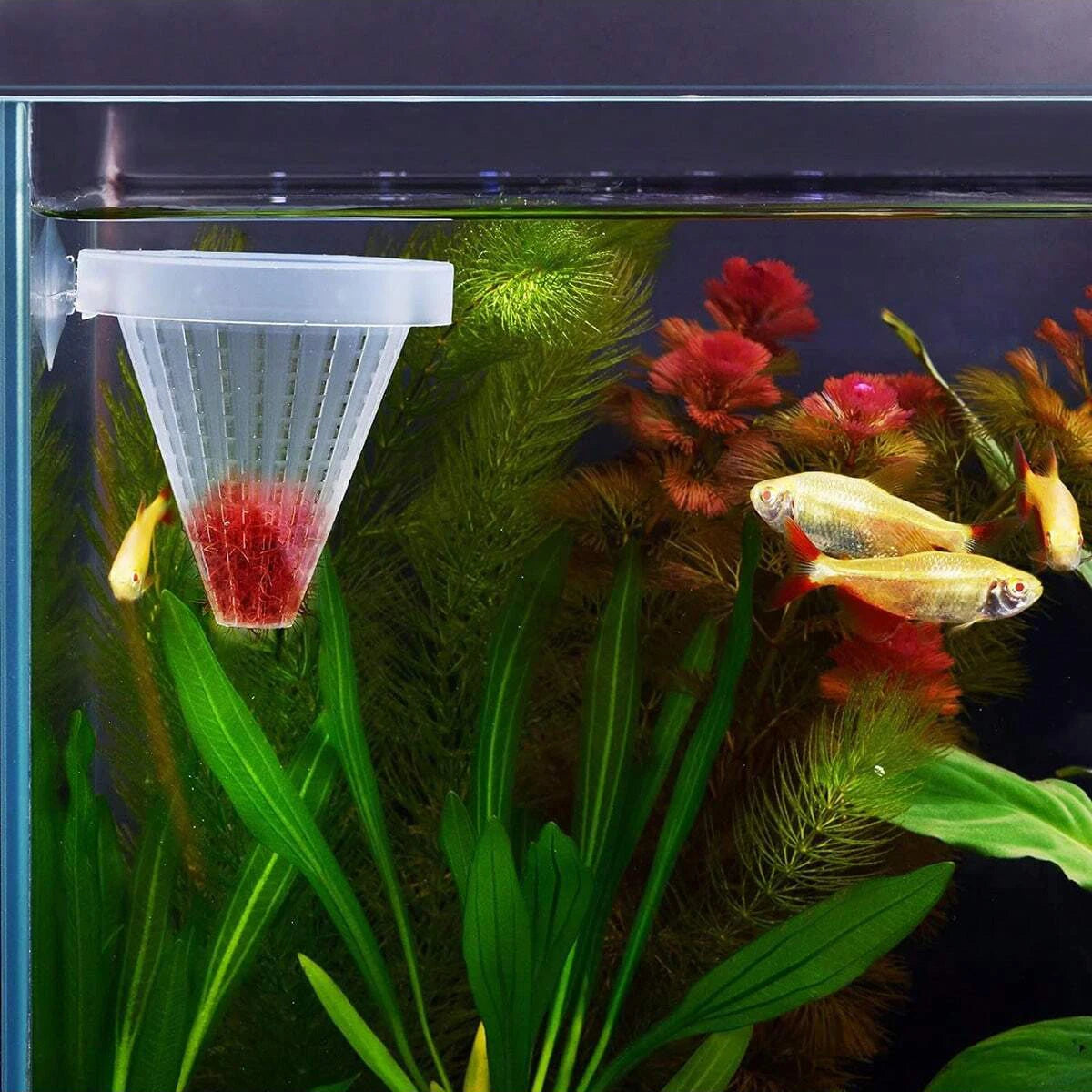 2Pcs Fish Feeding Aquarium Clear Feeder Aquarium Fish Aquarium Nematode Live Blood Worms Plastic Conical Cup Basket Feeder
