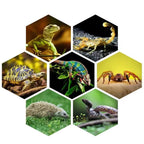 E27 13W/26W Reptile Uvb Lamp  Calcium Supplement Lamp UVB5.0/10.0 for Tortoise Lizard Snake  UV Lamp for Succulent Plants