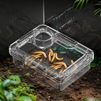 Reptile Lizards Geckos Feeding Bowls Anti Overturning Transparent Water Bowls Prevent Tenebrio Molitor and Blaptica Dubia