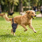 Adjustable Dog Hind Leg Brace (Joint Stabilizing, Breathable, XXS to L)