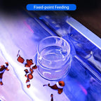 Acrylic Aquarium Fish Feeding Ring (Anti-Drift, Transparent, Floating Food Station)