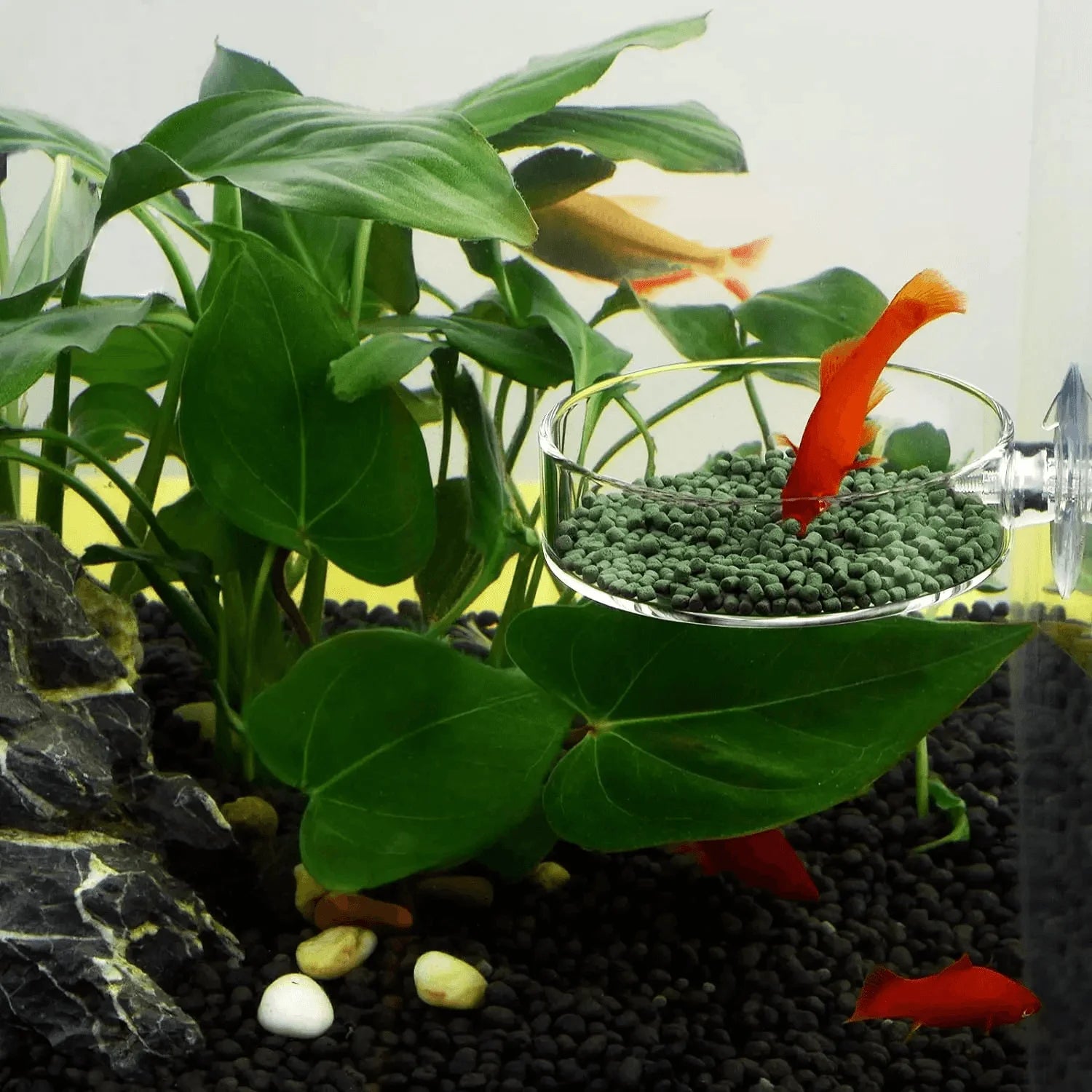 Fish Tank Feeder Aquarium Shrimp Acrylic Feeding Bowl Clear Dish Tray Container Feeders Aquarium Round Fish Shrimp Feeding