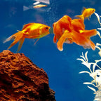 100-3000pc High Purity Spirulina Tablets Spiral Seaweed Enrichment Favorite Pets Food Fish Crystal Red Shrimp Fish Food Aquarium
