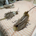 DIY Cat Cockroach Cosplay Dress-Up Kit — Creative Indoor Cat Toy Accessory Set