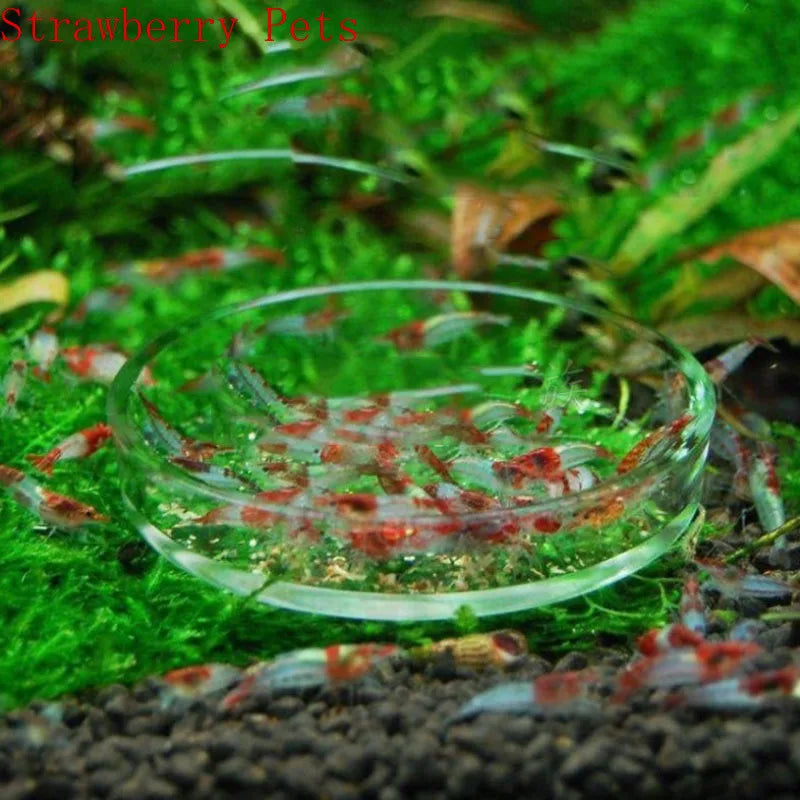 Glass Aquarium Shrimp Feeding Ring & Feeder Dish (Transparent, Floating, Bottom Use)