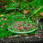 Glass Aquarium Shrimp Feeding Ring & Feeder Dish (Transparent, Floating, Bottom Use)