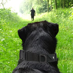 GPS Pet Collar & Leash Locator Set for Dogs & Cats - Comfort Nylon Traction Collar with Tracking