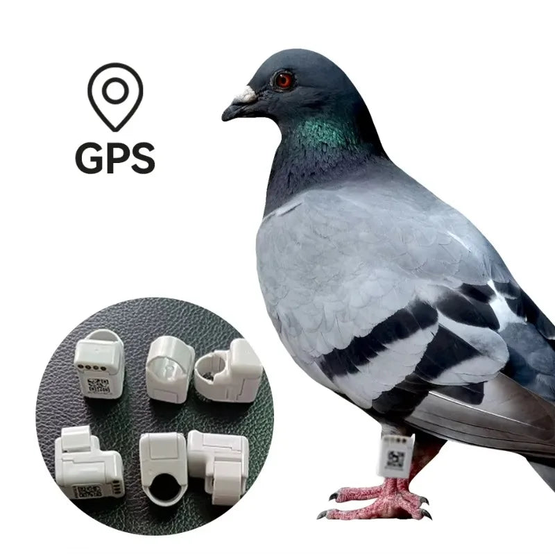 Pigeon GPS Racing Tracker Ring - Real-Time Electronic Positioning for Racing & Training Birds