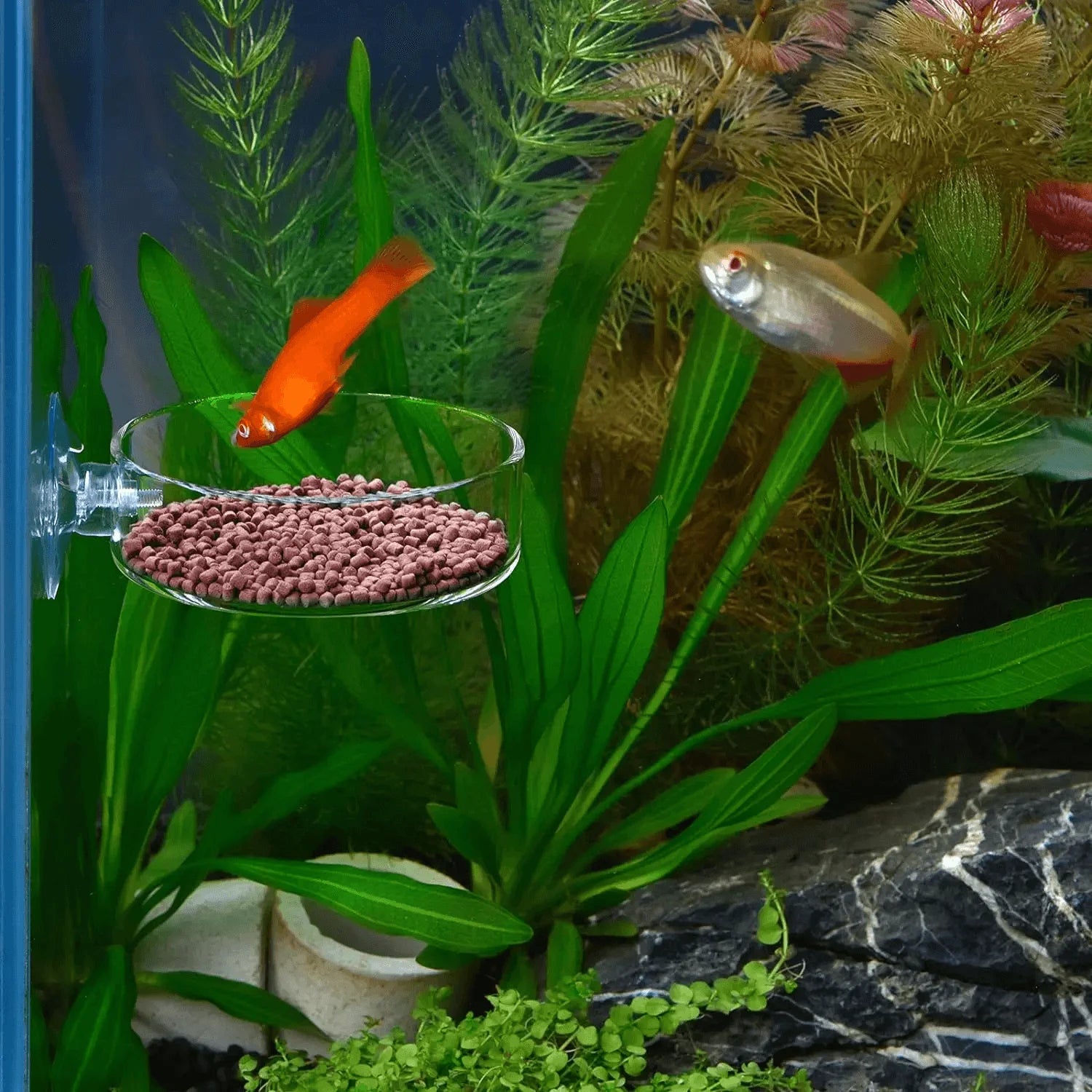 Fish Tank Feeder Aquarium Shrimp Acrylic Feeding Bowl Clear Dish Tray Container Feeders Aquarium Round Fish Shrimp Feeding