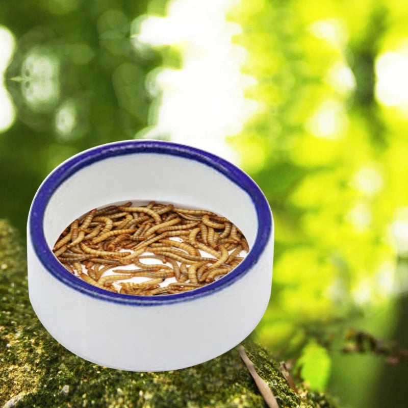 Reptile Bowl Spider Water Dish Round Food Bowl Ceramic Escape Proof Feeder for Small Medium Size Pet Tortoise DropShipping
