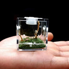 Small Reptile Feeding Box Transparent Acrylic Jumping Spider Breeding Box Habitat Small Insect Container Humidifier Feeding Box