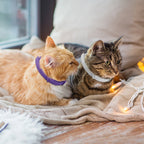 Calming Pheromone Cat Collar (4-Pack)