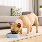 Soft Mesh Pet Recovery Collar (Breathable, Elizabethan, Anti-Lick)