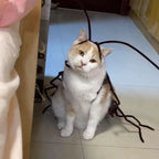 DIY Cat Cockroach Cosplay Dress-Up Kit — Interactive Indoor Play & Costume Accessory for Cats