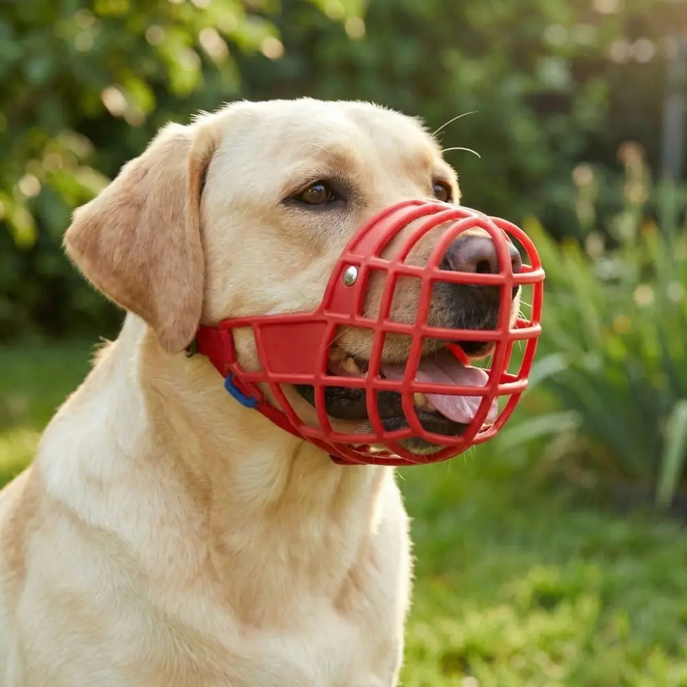 Adjustable Anti-Biting Dog Muzzle (Buckle, Stop Barking, All Breeds)