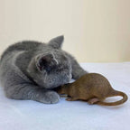 Simulation Mouse Rubber TPR Cat Toy for Indoor Play — Bite-Resistant Halloween Prank Rat Model