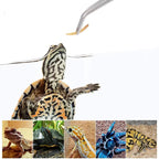 Stainless Steel Reptile Feeding Long Tongs Tweezers for Reptile, Lizards, Gecko, Spider, Tarantula, Hedgehog, Snake, Aquarium
