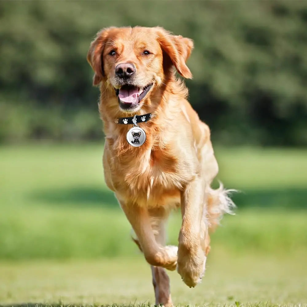 Upgraded Mini GPS Cat & Dog Tracker Collar - Waterproof Real-Time Tracking with No Monthly Fee
